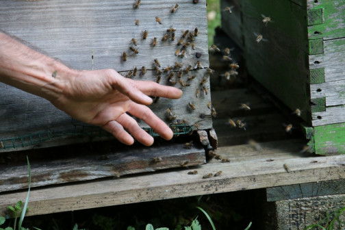 formation apiculture
