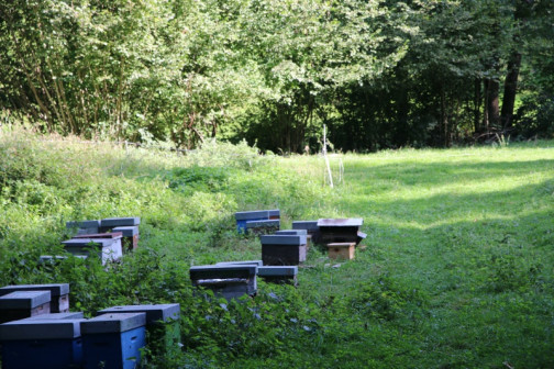 formation apiculteur