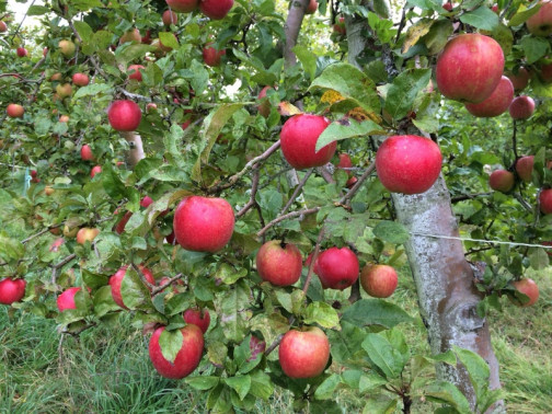 arboriculture fruitière