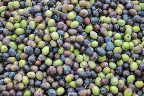 Produire ses olives