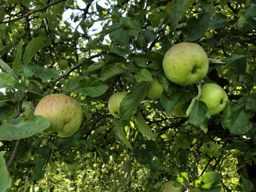 formation arboriculture fruitière