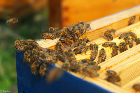 formation apicole