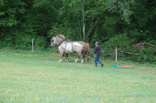 Deux chevaux attachés à un appareil de traie
