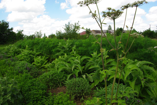 producteur plantes aromatiques et médicinales