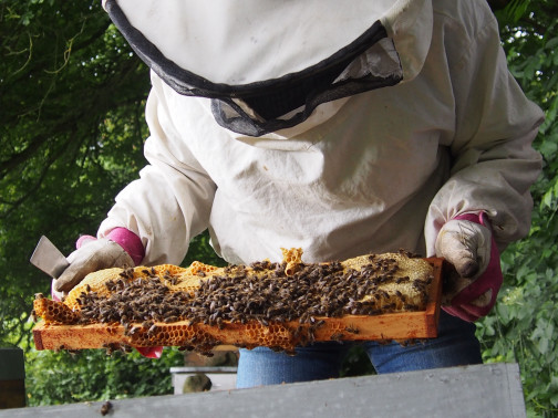 Photo d'un apiculteur sortant un casier d'une ruche