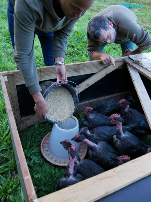 formation elevage de poulet