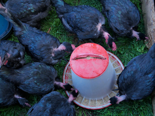 formation élevage poulet