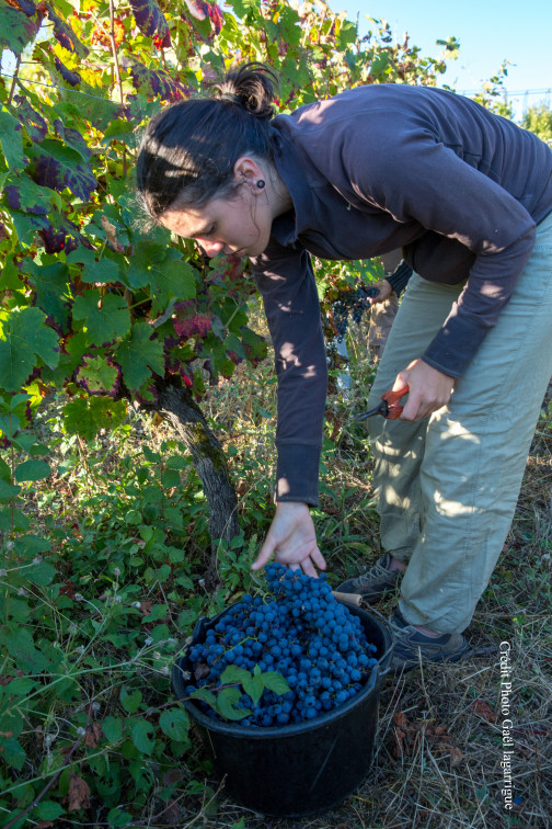 formation viticulture bio
