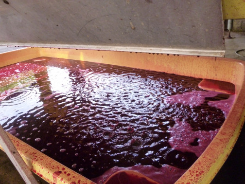 formation vinification