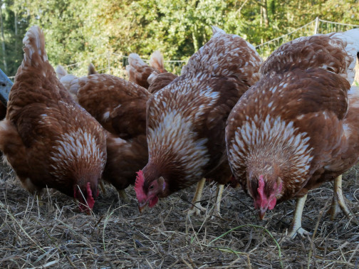 formation poule pondeuse