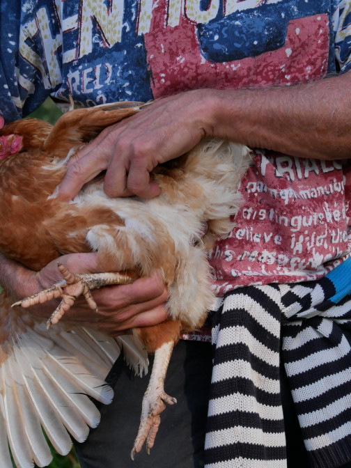 formation elevage de poulet