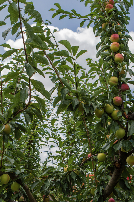 Savoir Faire et Découverte - Arboriculture naturelle : Les secrets d’un verger résilient et productif