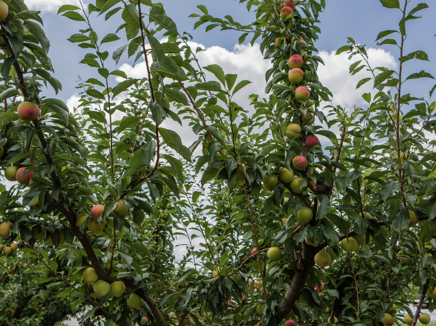 Arboriculture naturelle : Les secrets d'un verger résilient et productif