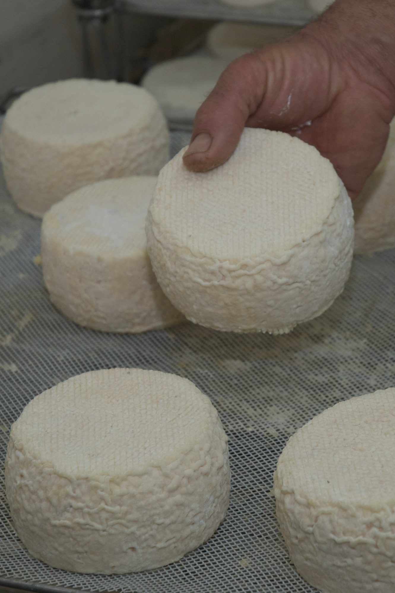 Savoir Faire et Découverte - Immersion familiale : Découvrez l’art du fromage de chèvre bio
