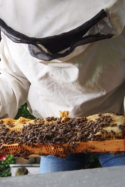 Savoir Faire et Découverte - Initiation à l’Apiculture écologique : Démarrer et gérer un rucher familial