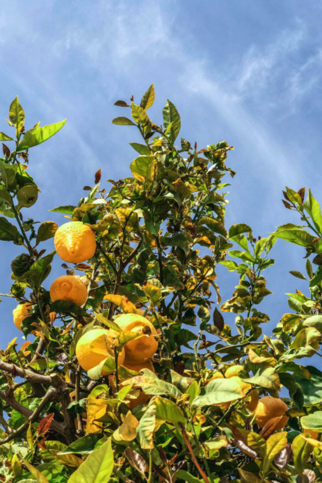 Savoir Faire et Découverte - Valoriser son terrain : Devenez arboriculteur bio grâce à l’agrobiologie