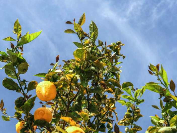 Valoriser son terrain : Devenez arboriculteur bio grâce à l’agrobiologie