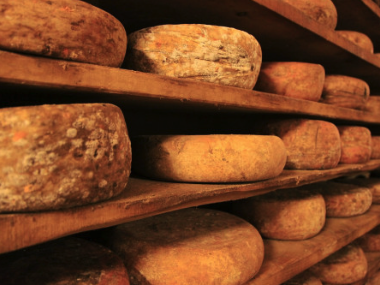 Créer son atelier Fromagerie : Lancez votre gamme de produits laitiers Bio