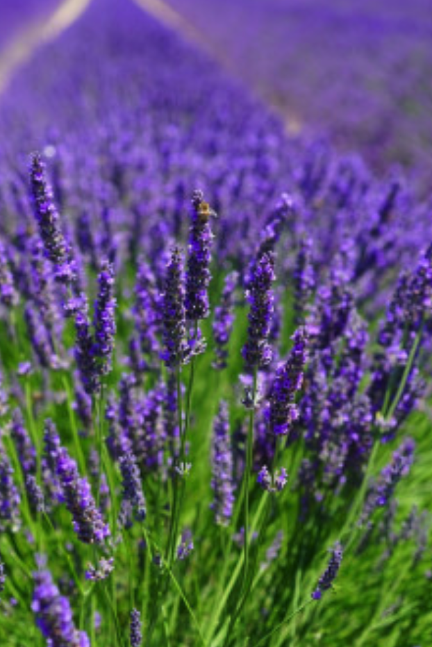 Savoir Faire et Découverte - Créer son atelier : Initiation à la production et à la transformation des plantes aromatiques et médicinales