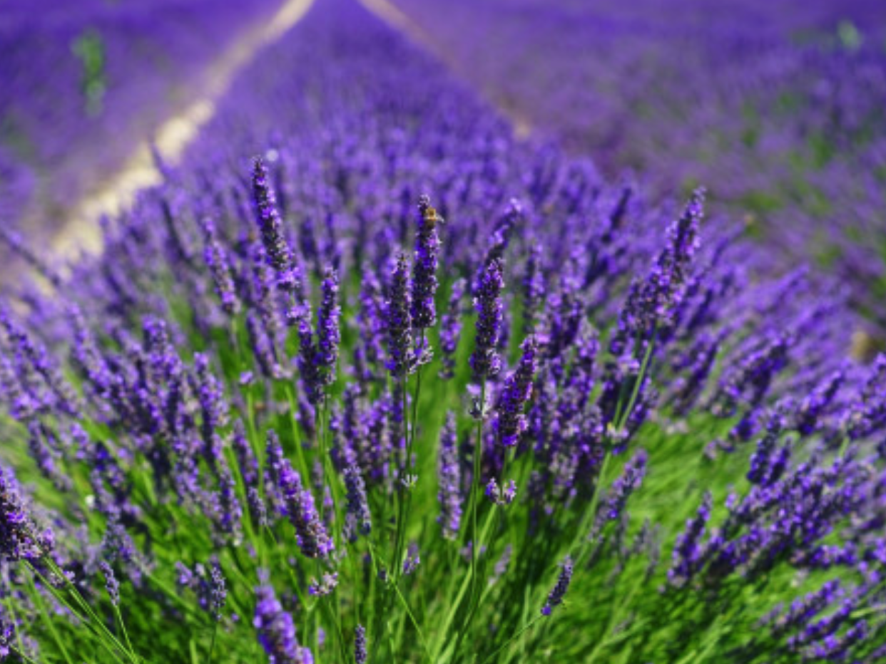 Créer son atelier : Initiation à la production et à la transformation des plantes aromatiques et médicinales