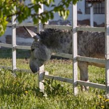 Les Minis de l’Arbalète : Une Micro-Ferme Biologique Prospère Près de Dieppe