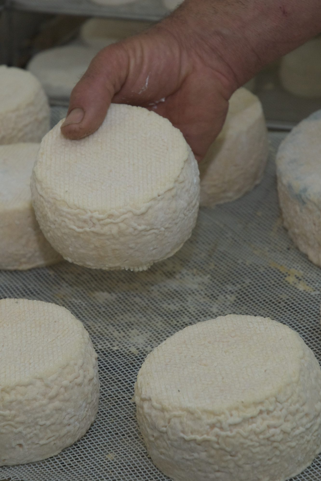 Savoir Faire et Découverte - Devenez maître fromager : Créez votre atelier de production de fromages de chèvre bio