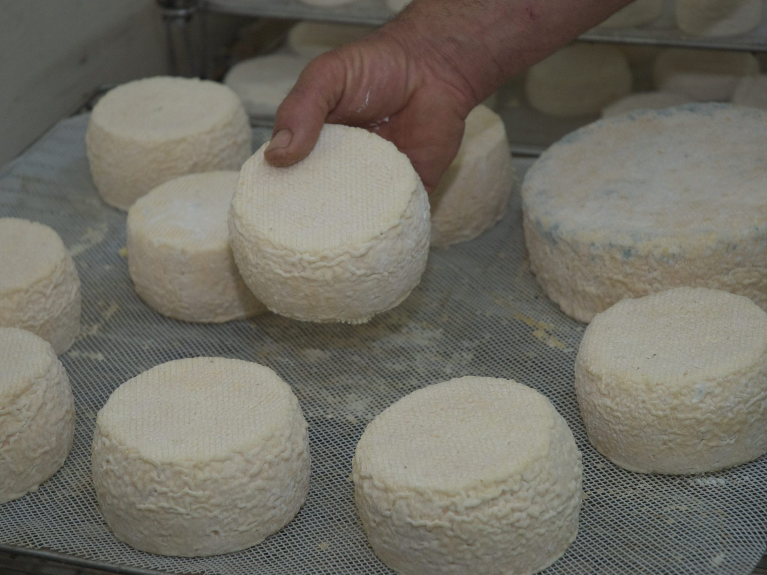 Devenez maître fromager : Créez votre atelier de production de fromages de chèvre bio