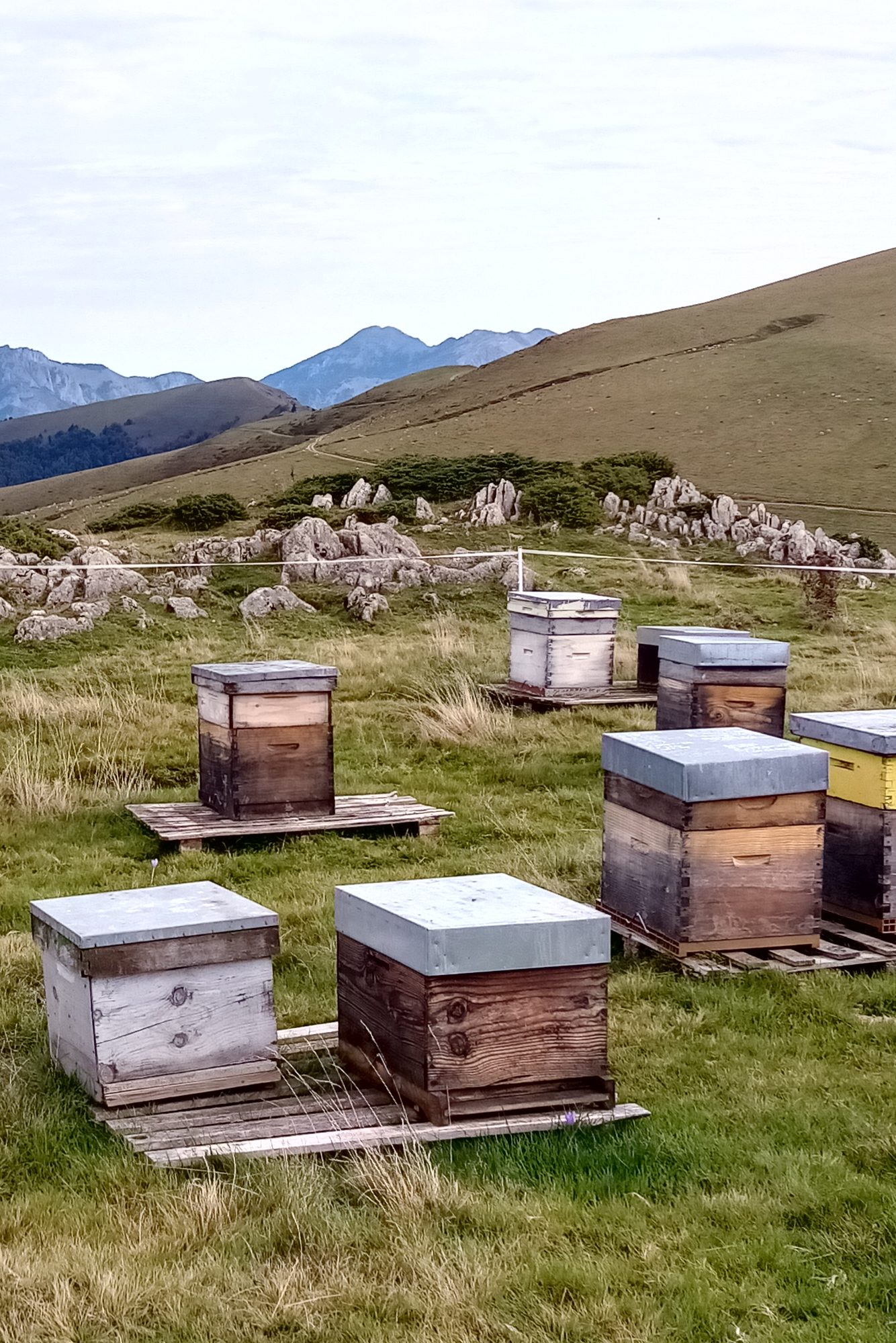 Savoir Faire et Découverte - Apiculture Naturelle – Produire du Miel en Harmonie avec les Abeilles