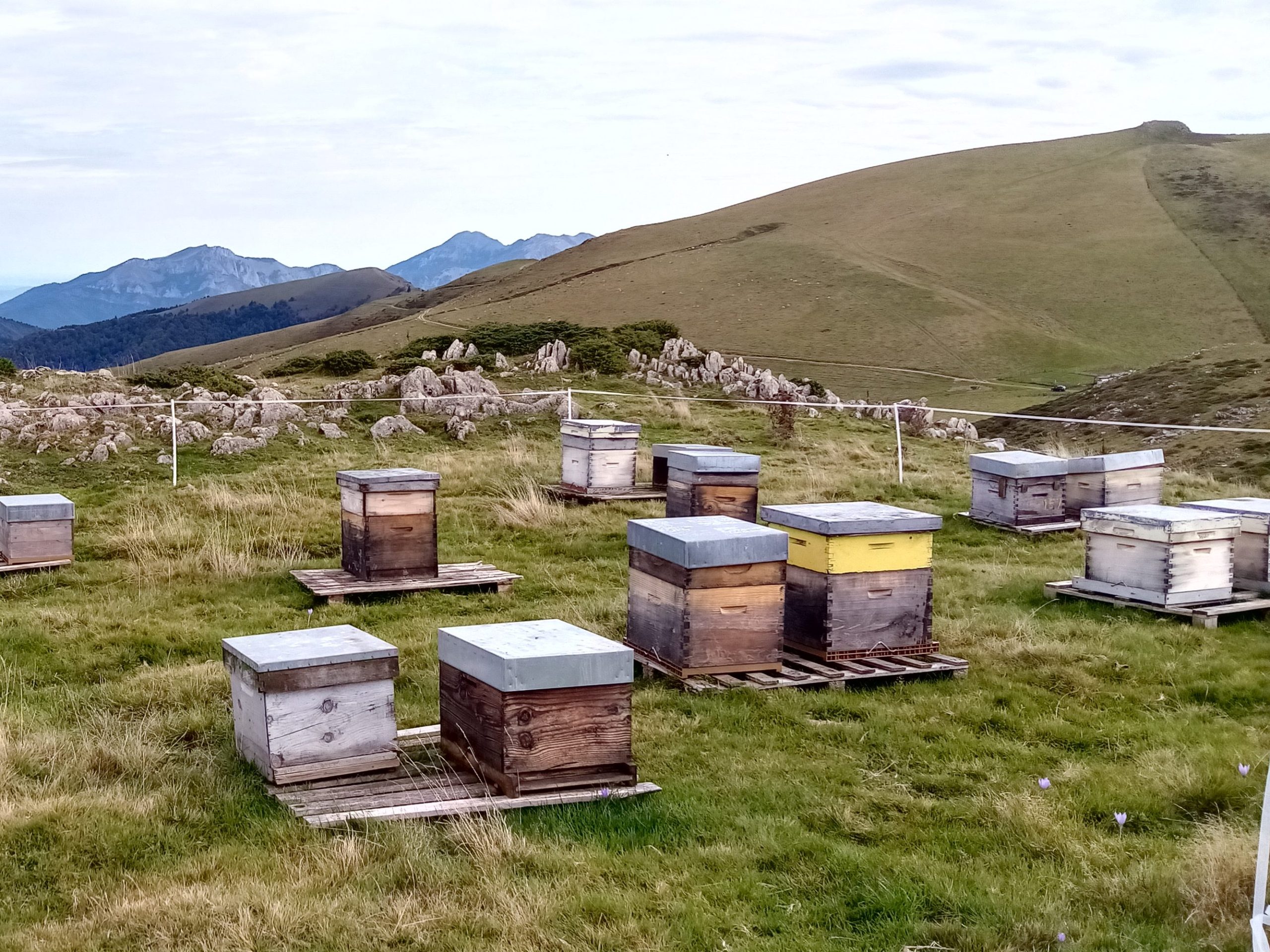 Apiculture Naturelle - Produire du Miel en Harmonie avec les Abeilles