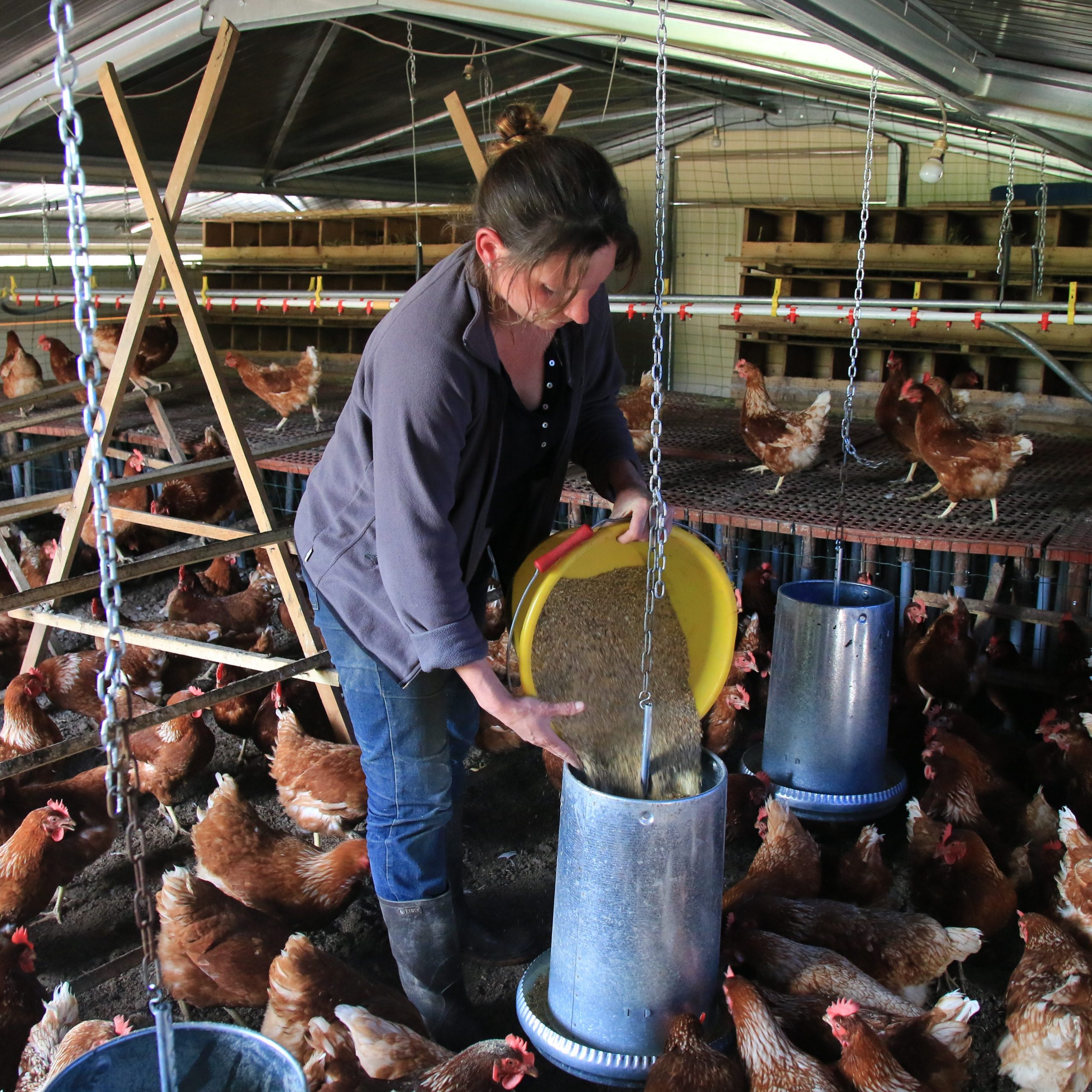 Éleveur de volailles, Producteur d'œufs en agro-biologie