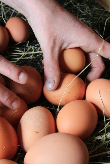 Savoir Faire et Découverte - Devenez éleveur de poules pondeuses Bio : Commercialisez vos œufs frais et locaux