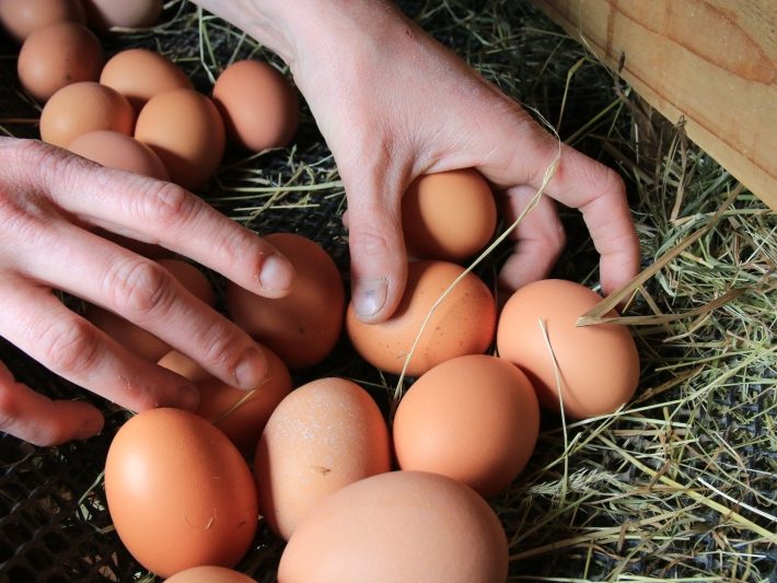 Devenez éleveur de poules pondeuses Bio : Commercialisez vos œufs frais et locaux