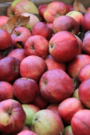 Savoir Faire et Découverte - Valoriser son terrain : Devenez arboriculteur bio en agroécologie