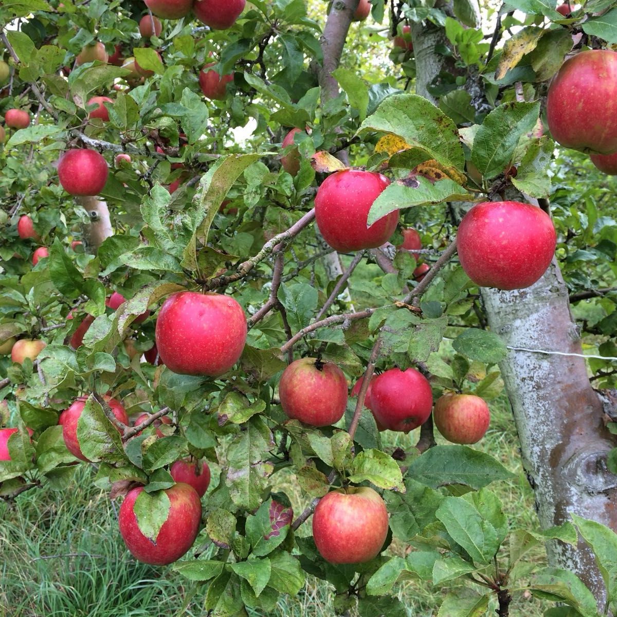Arboriculteur en agro-écologie