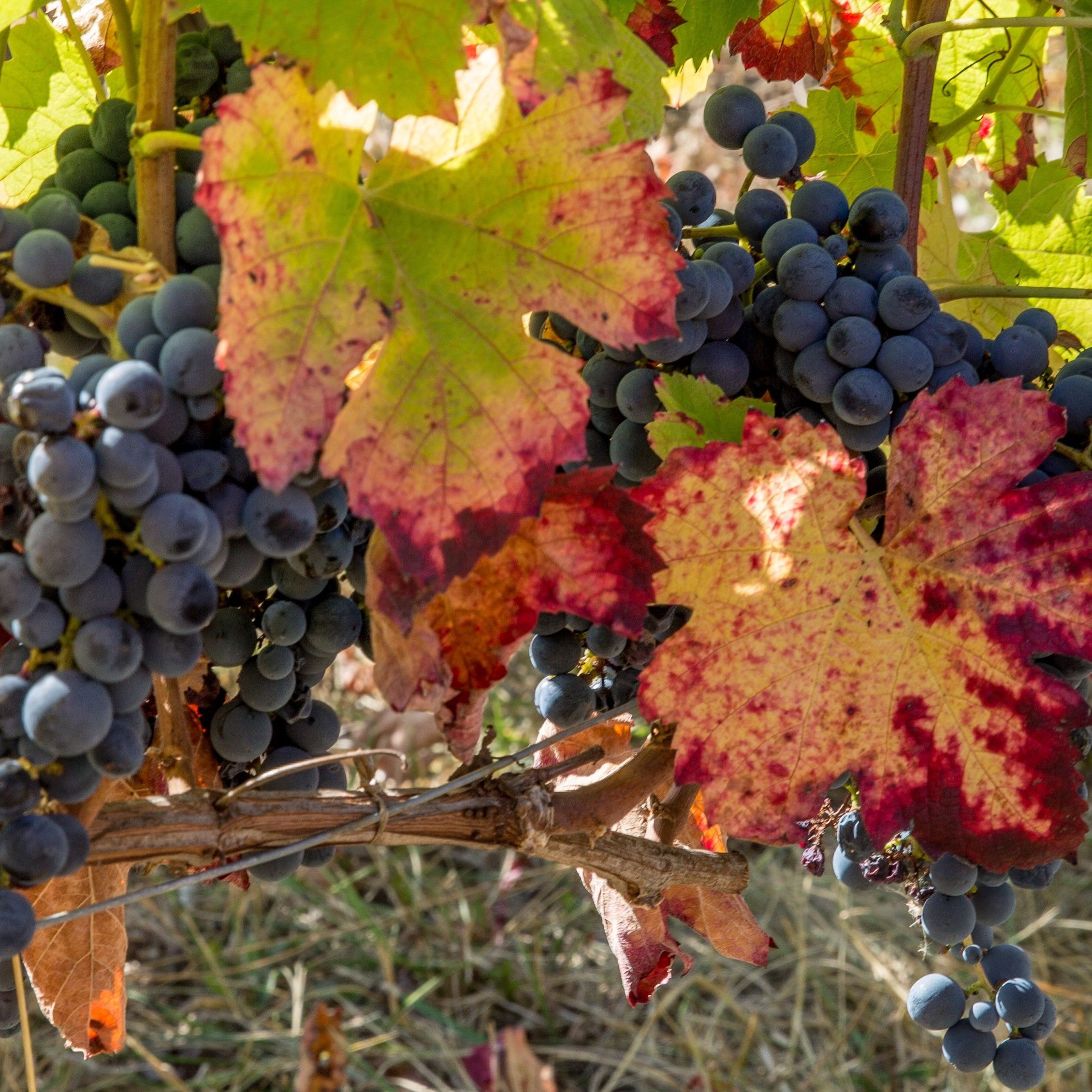Vigneron viticulteur