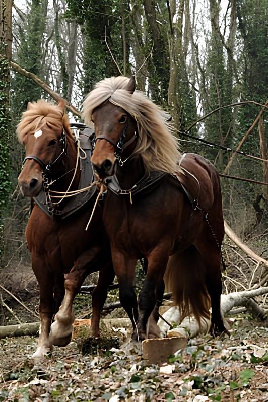 Savoir Faire et Découverte - Traction animale : Apprenez à travailler avec un cheval de trait