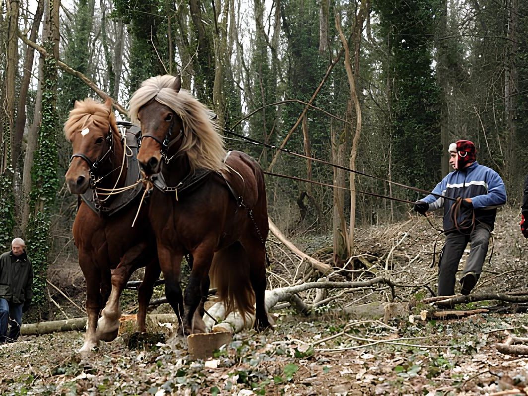 Traction animale : Apprenez à travailler avec un cheval de trait