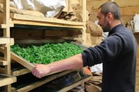 Homme en train de ranger une étagère de plantes