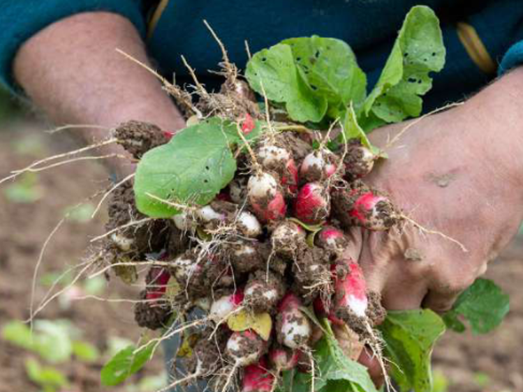 Formation Maraîchage Bio : Vivez le métier de maraîcher·ère au cœur d’une ferme bio collective