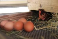 Oeufs à coté d'un poulaillé