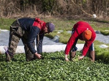 Découvrir la cressiculture bio et sa valorisation artisanale