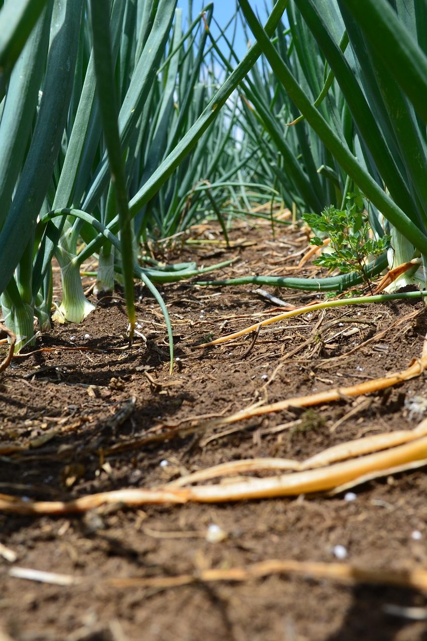 Savoir Faire et Découverte - Valoriser son terrain : Concevoir et gérer son système agroforestier