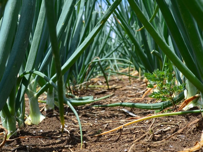Valoriser son terrain : Concevoir et gérer son système agroforestier
