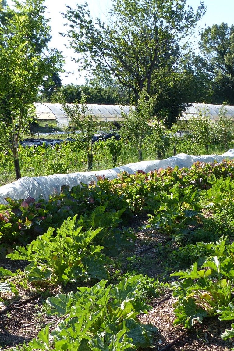 Savoir Faire et Découverte - Créer son design permacole : Penser son potager naturel de A à Z