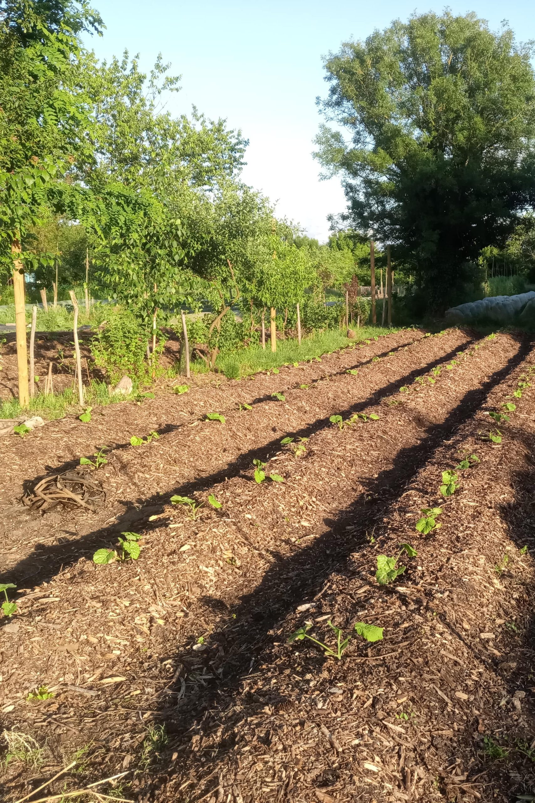 Savoir Faire et Découverte - Maraîchage écologique : Tester le métier, cultiver autrement !