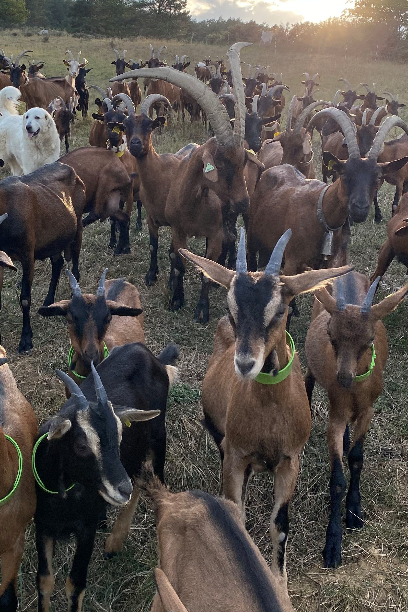 Savoir Faire et Découverte - Fromages et Yaourts de Chèvre Bio en Famille à la Ferme