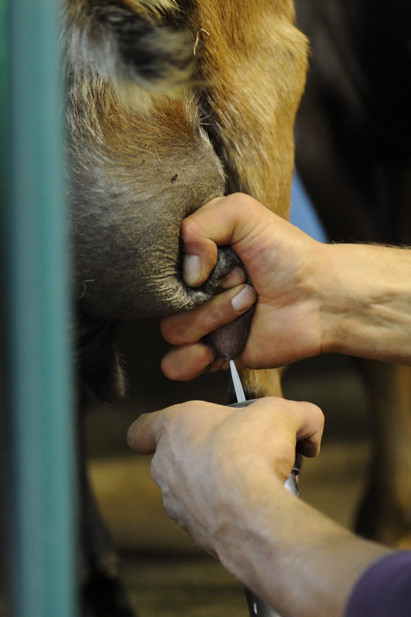 Savoir Faire et Découverte - Atelier Élevage caprin bio et fromages : immersion à la ferme
