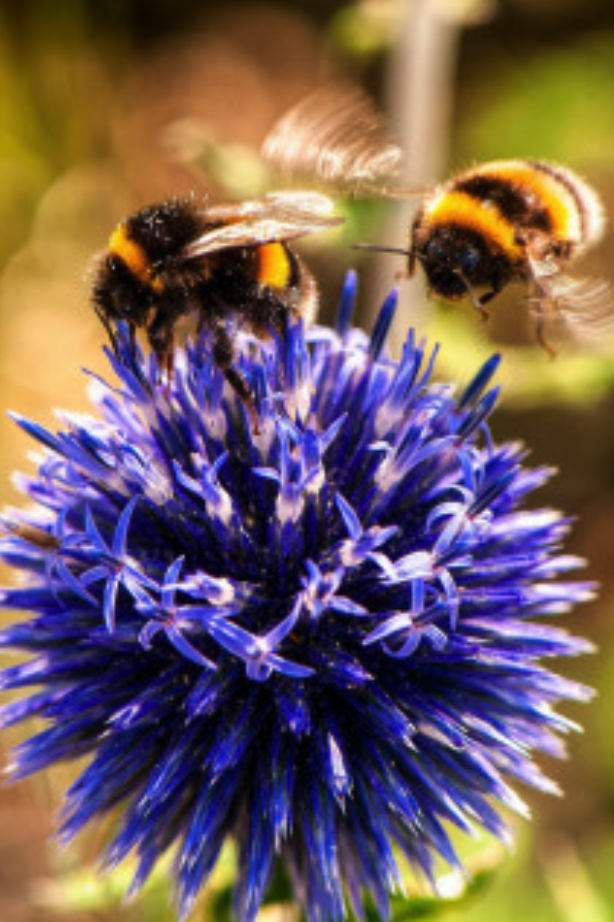 Savoir Faire et Découverte - Apiculture Naturelle – Produire du Miel en Harmonie avec les Abeilles