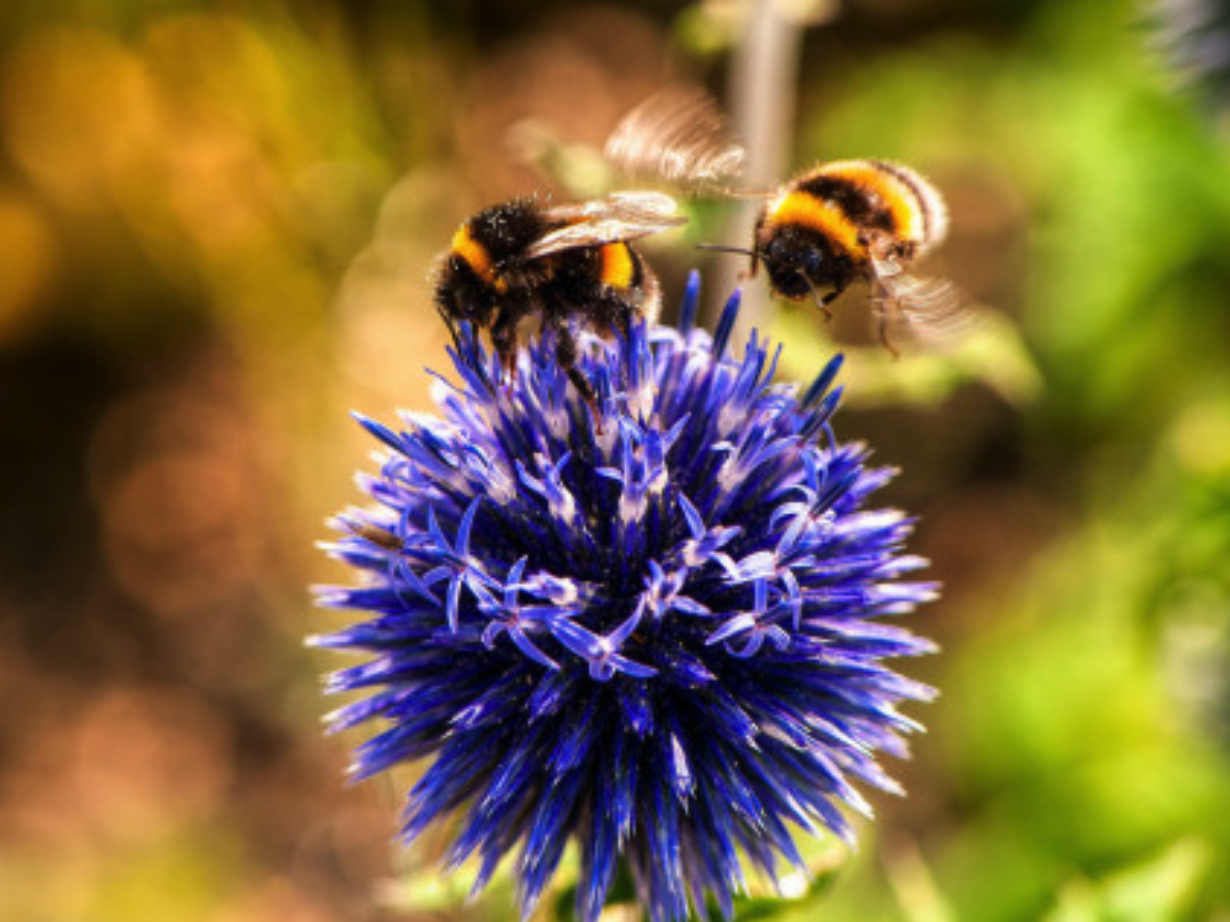 Apiculture Naturelle - Produire du Miel en Harmonie avec les Abeilles