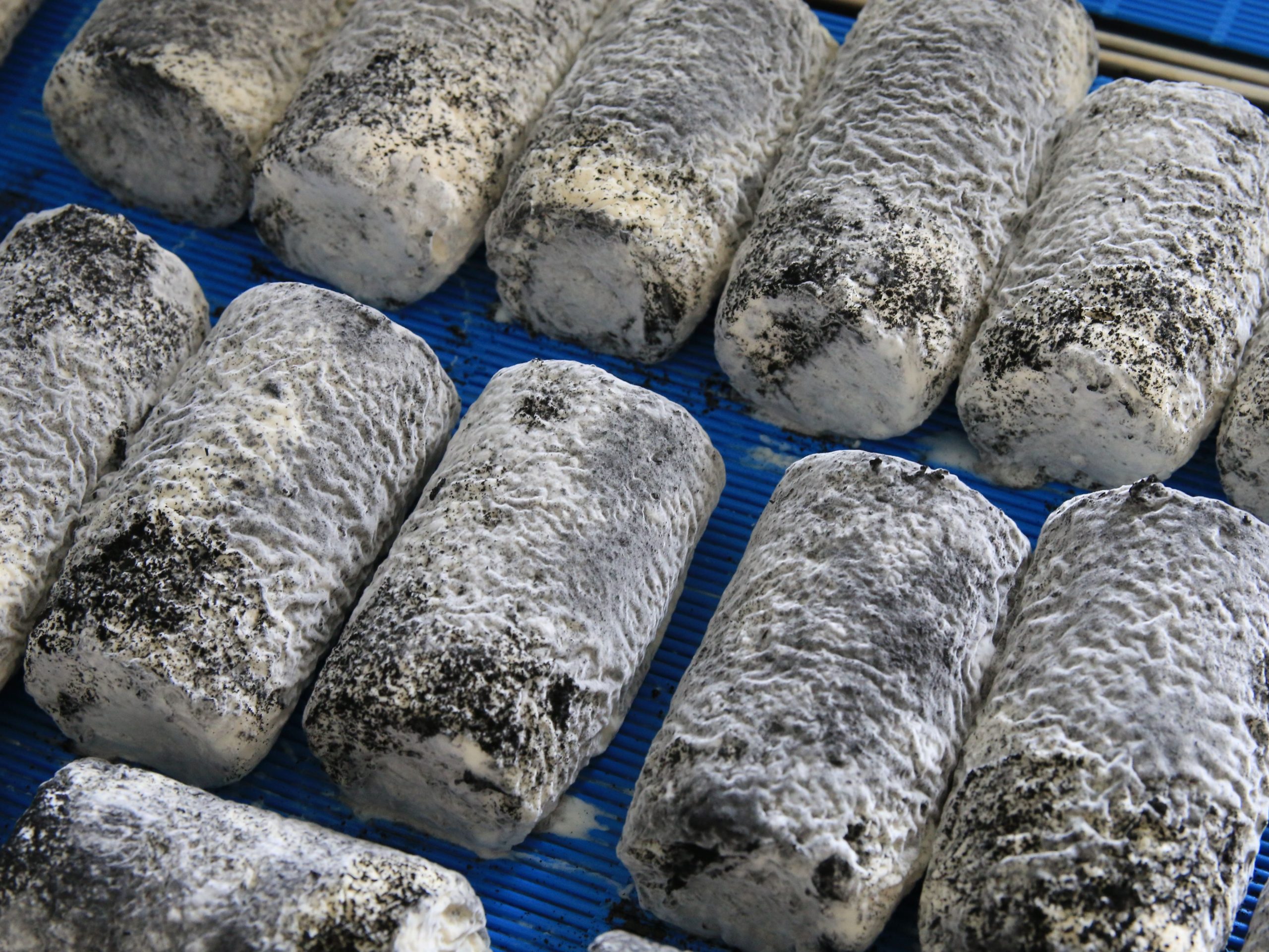 Initiation à l’élevage caprin et à la transformation fromagère bio